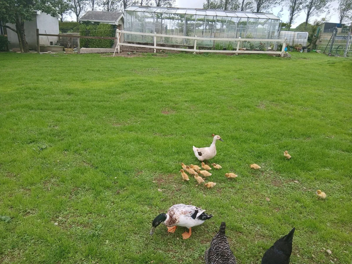Welsh Harlequin duckings - Image 1