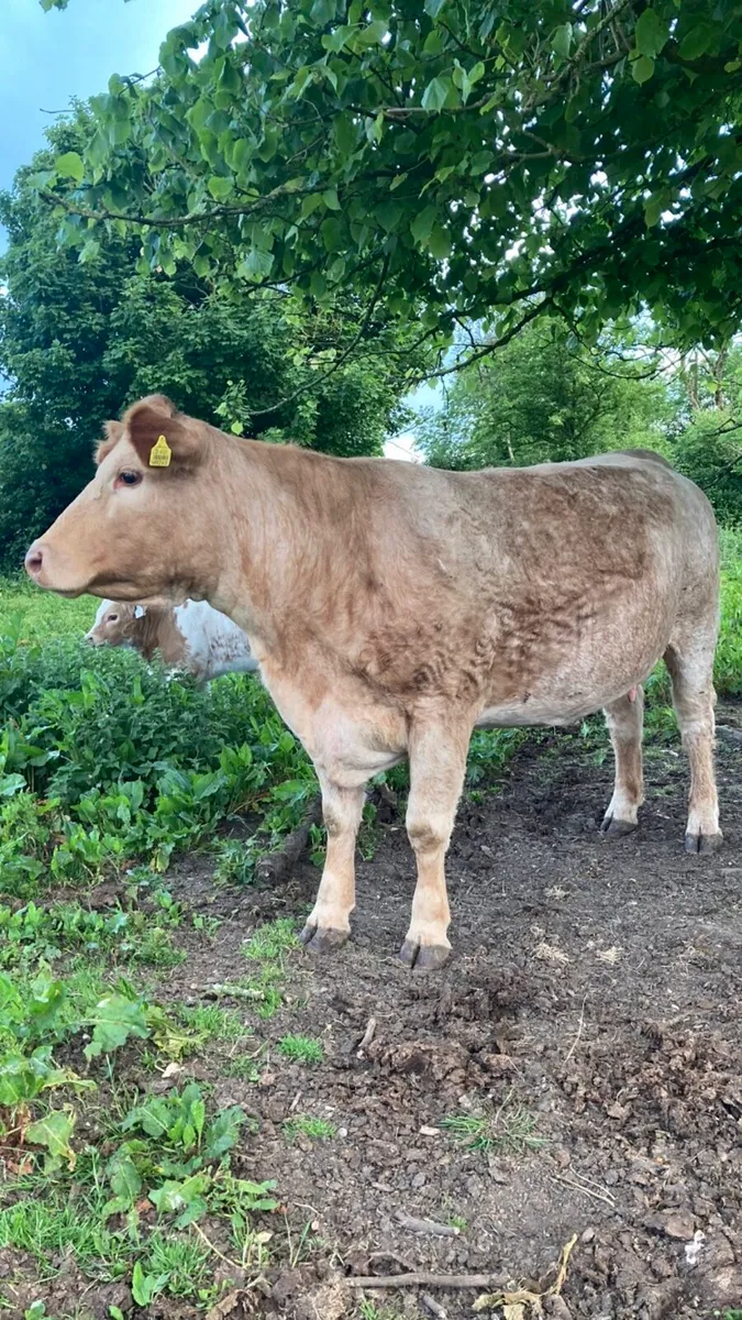 Roan Charolais cow & calf. - Image 3