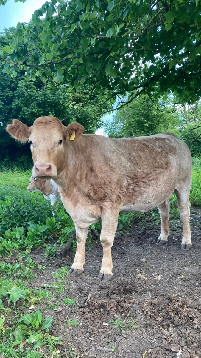 Roan Charolais cow & calf. - Image 4