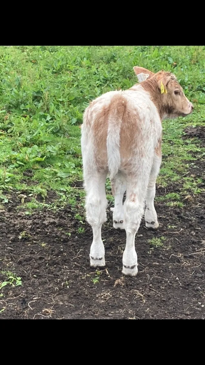 Roan Charolais cow & calf. - Image 1