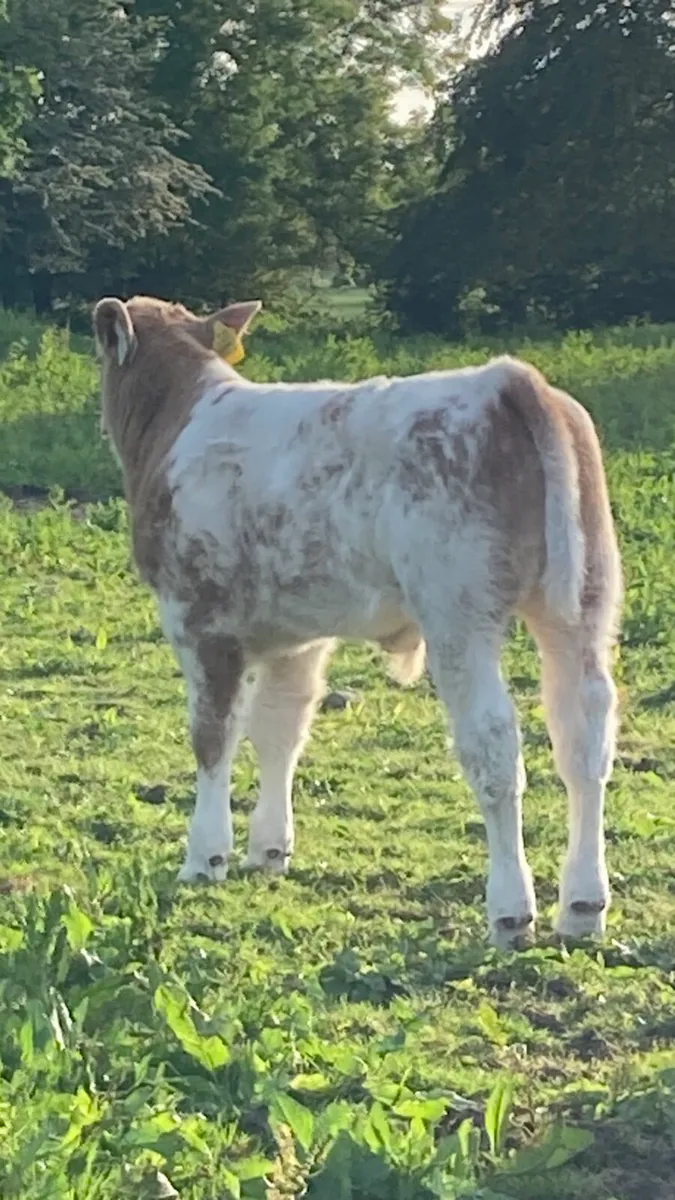 Roan Charolais cow & calf. - Image 2