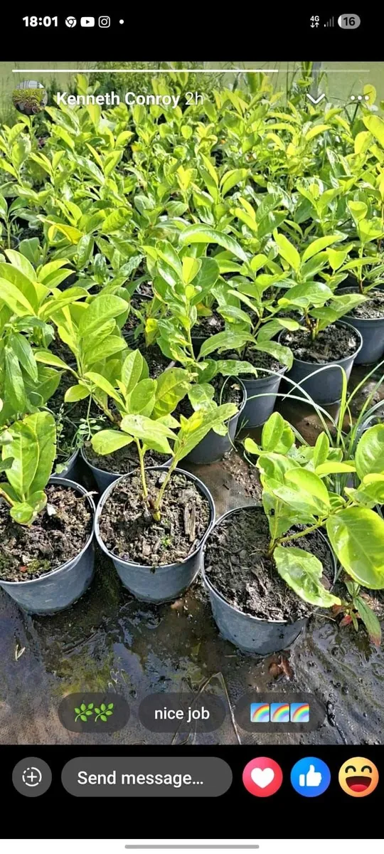 Laurel - Image 2