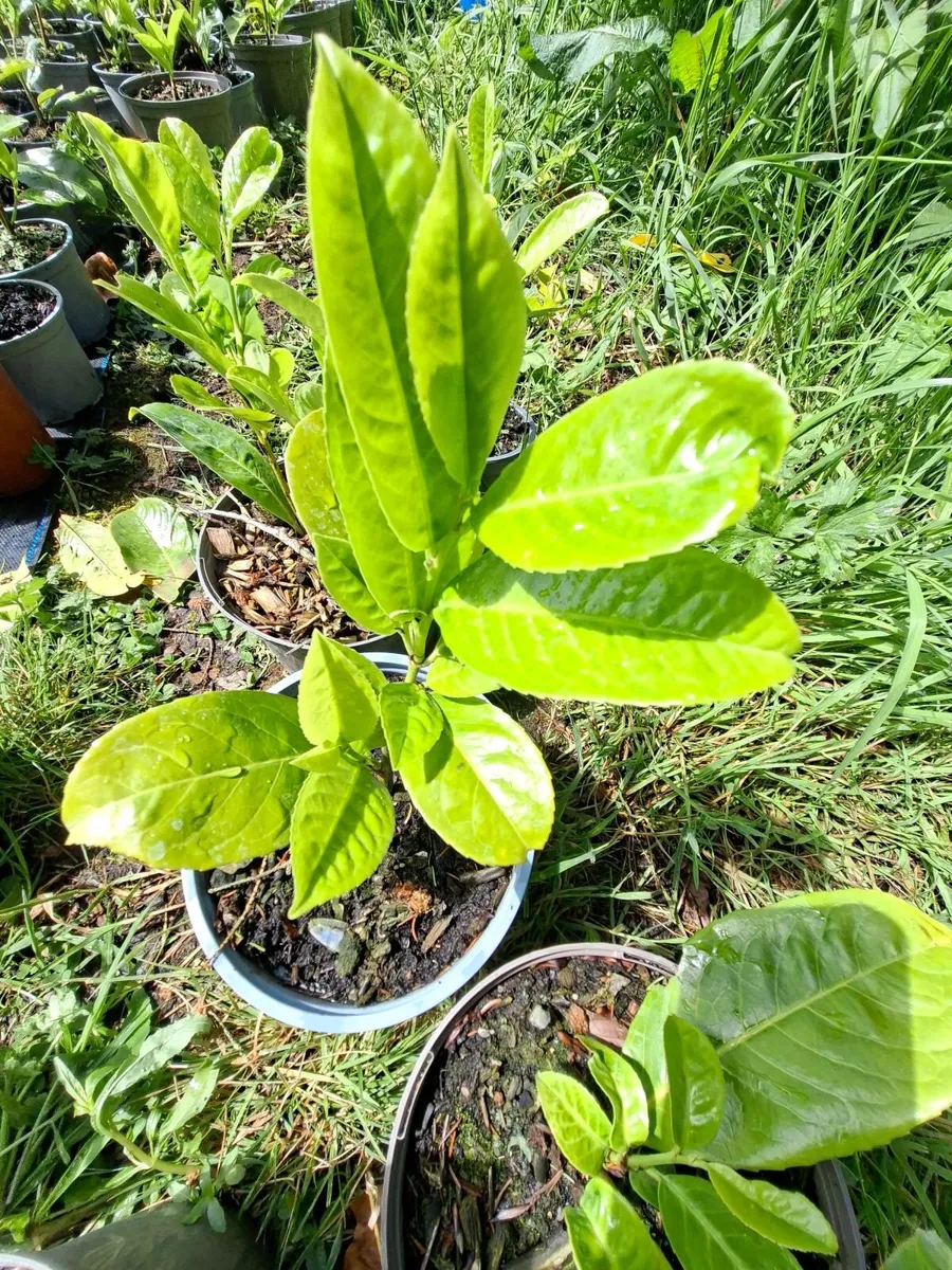Laurel - Image 4