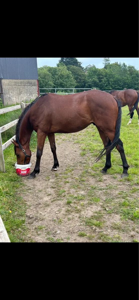 3yo Elzaam Gelding - Image 3