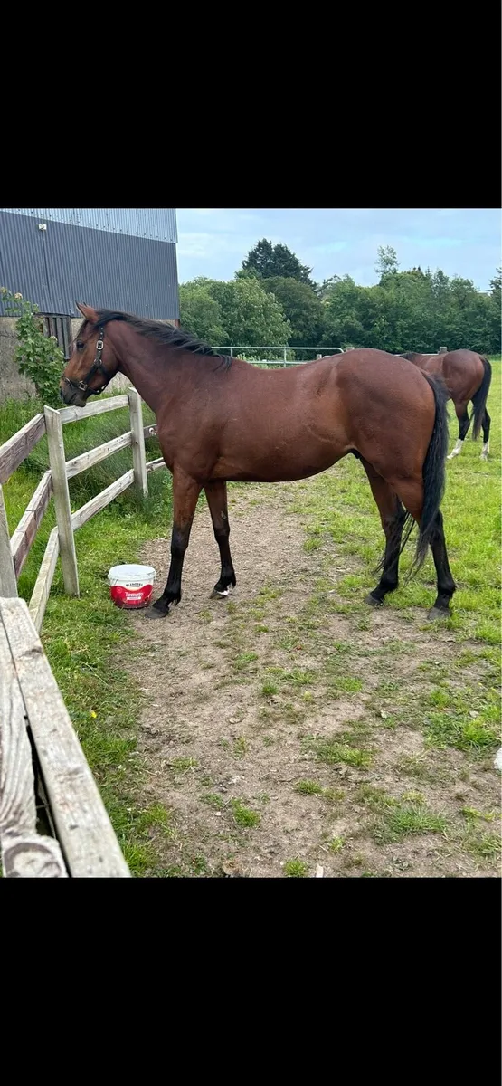 3yo Elzaam Gelding - Image 1