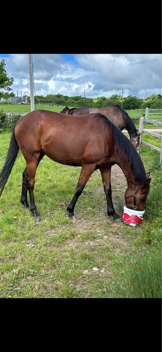 3yo Elzaam Gelding - Image 2