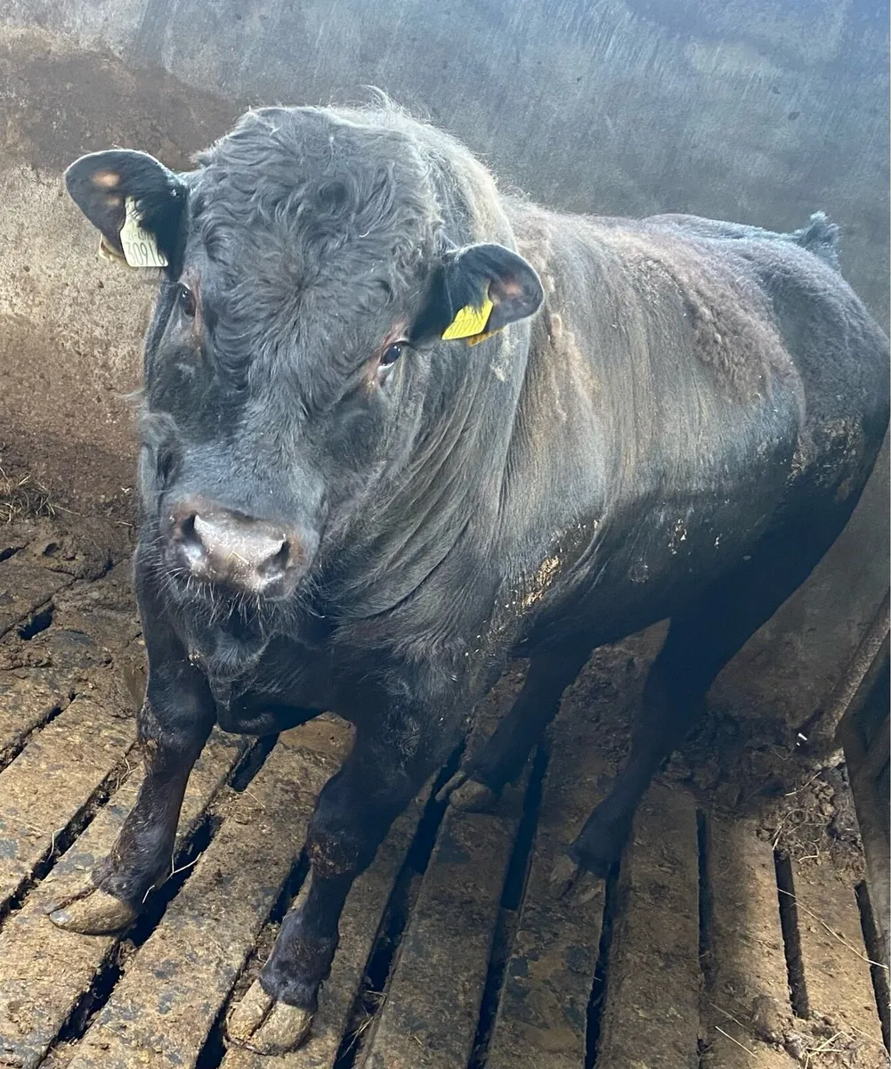 Limousine Bull - Image 1