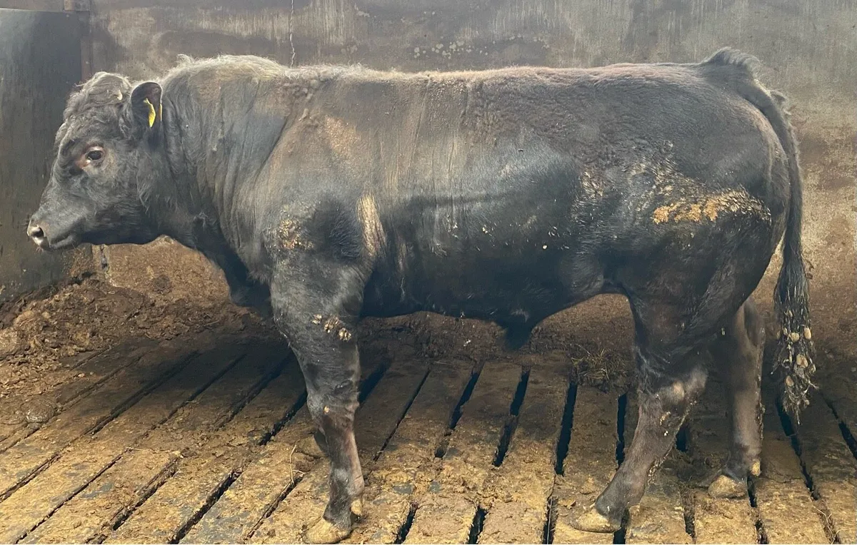 Limousine Bull - Image 4