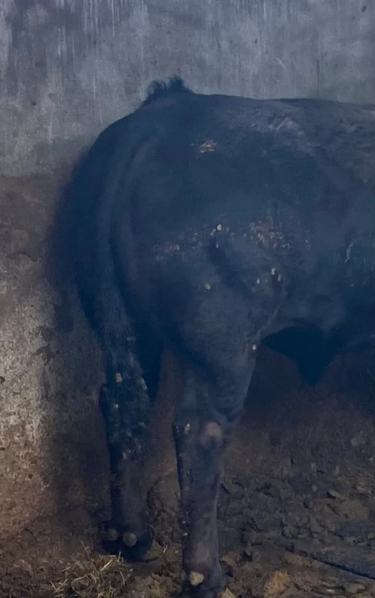 Limousine Bull - Image 2