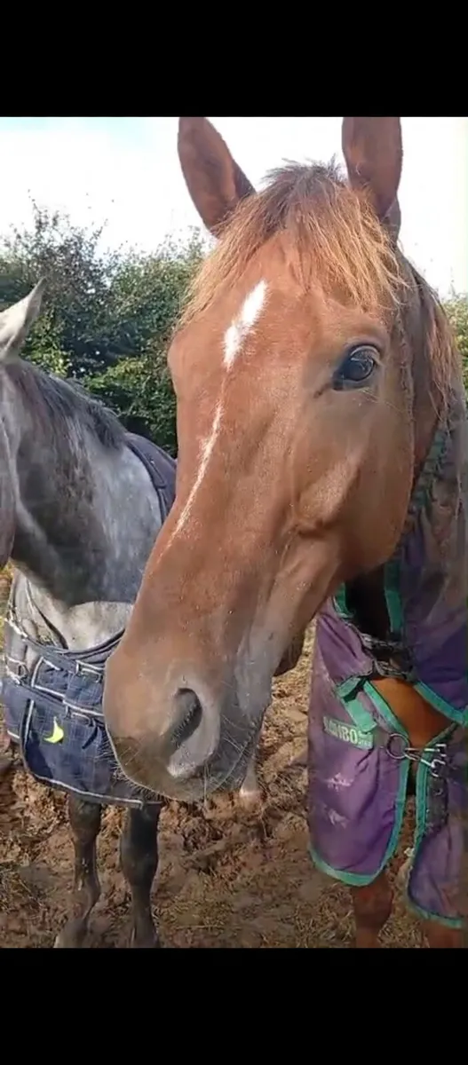 Thoroughbred - Image 4