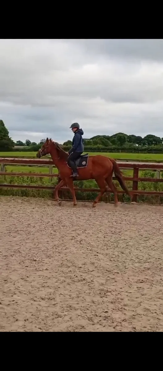 Thoroughbred - Image 2