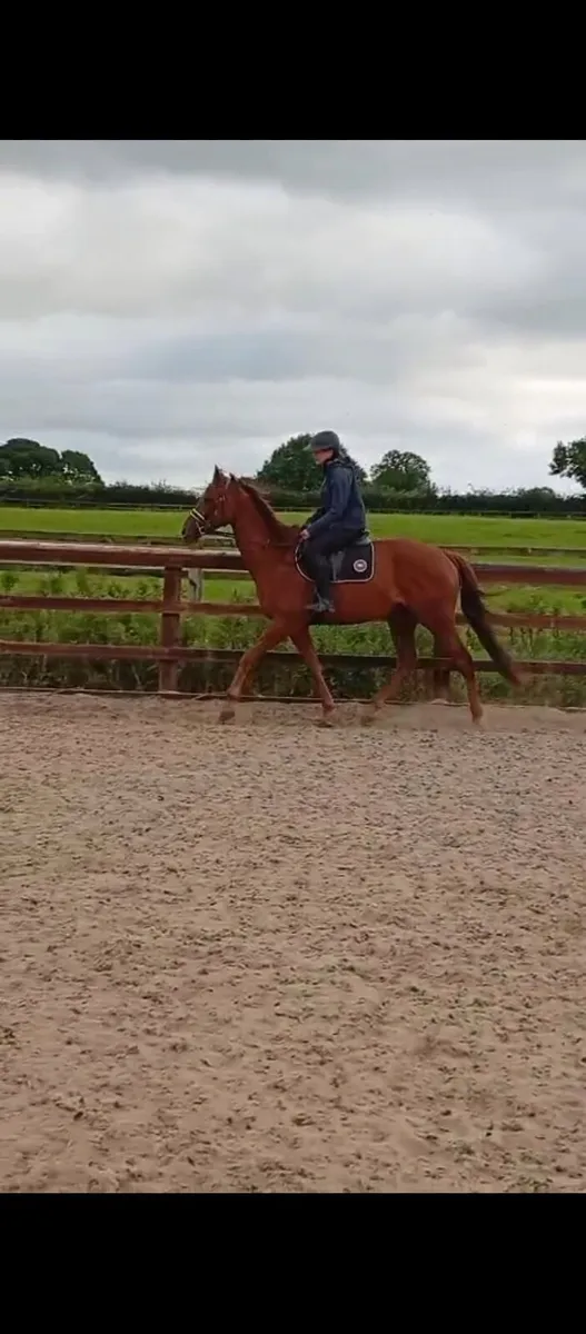 Thoroughbred - Image 3