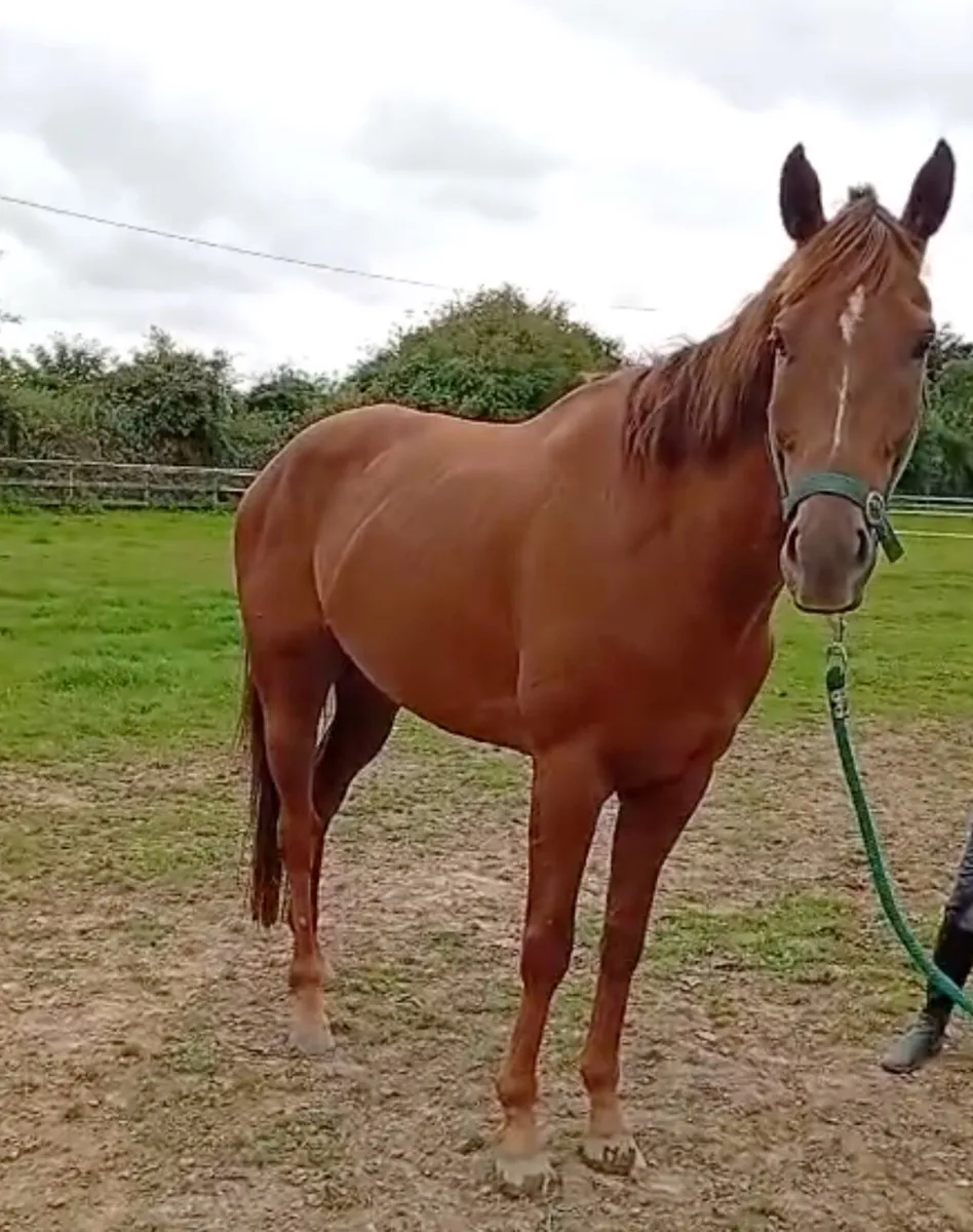 Thoroughbred - Image 1