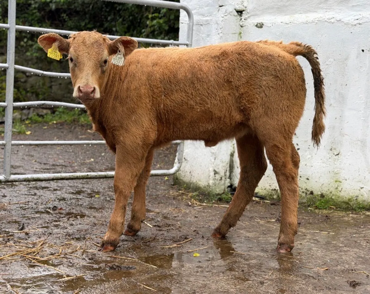 ⭐️Lovely Charlois heifer Runner⭐️ - Image 1