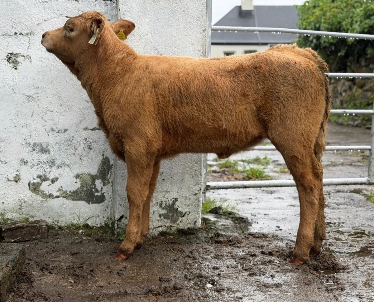⭐️Lovely Charlois heifer Runner⭐️ - Image 2