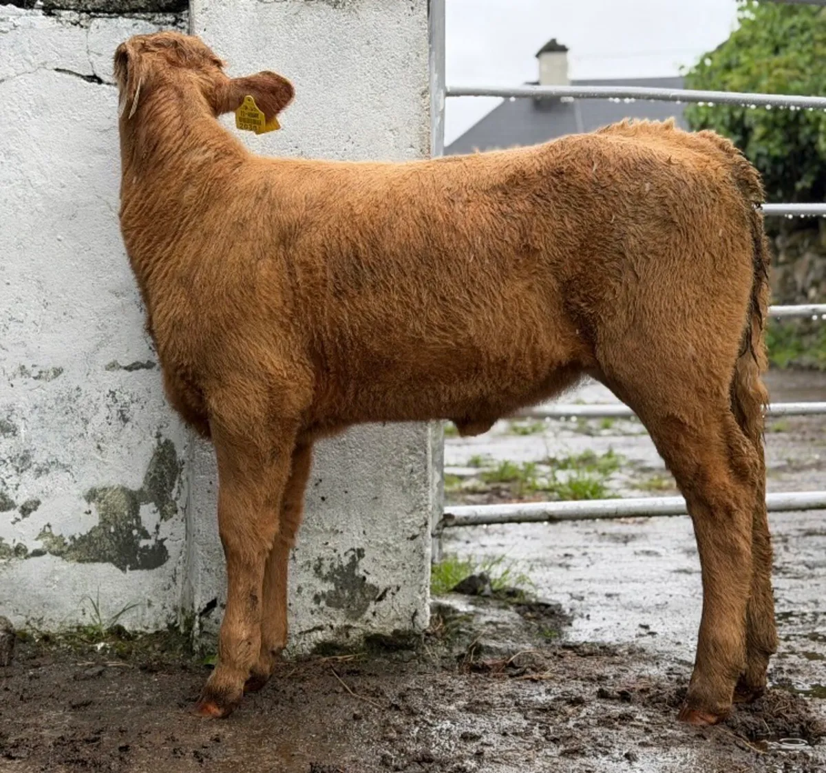 ⭐️Lovely Charlois heifer Runner⭐️ - Image 3