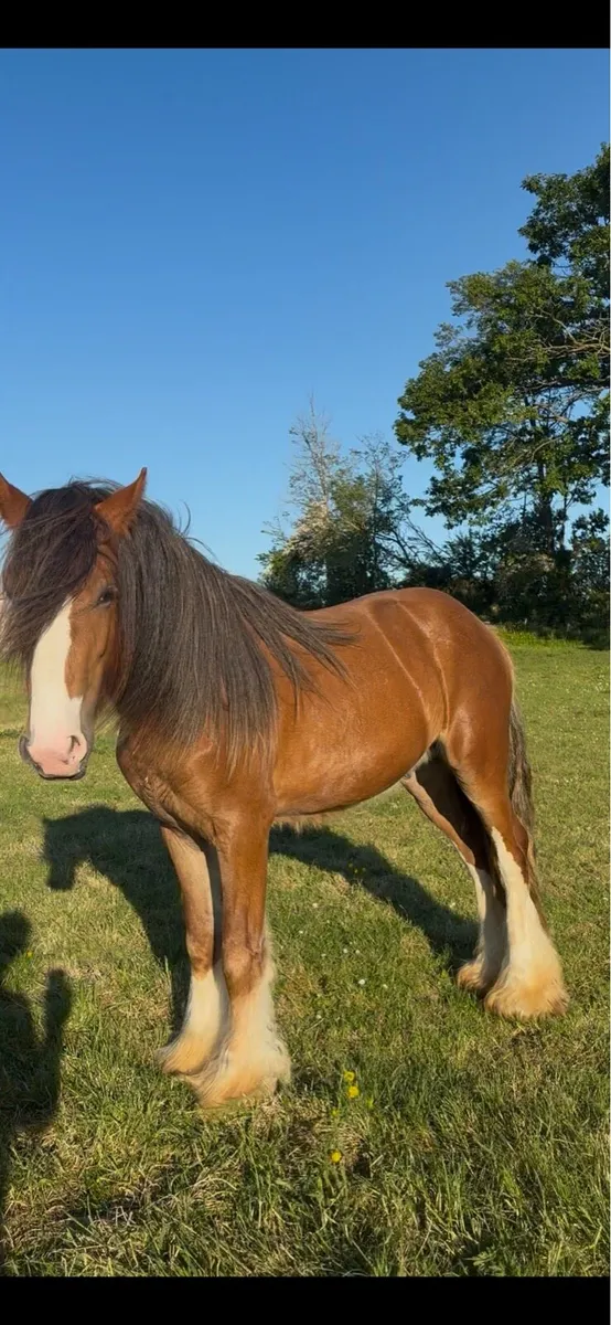 2yro colt - Image 1