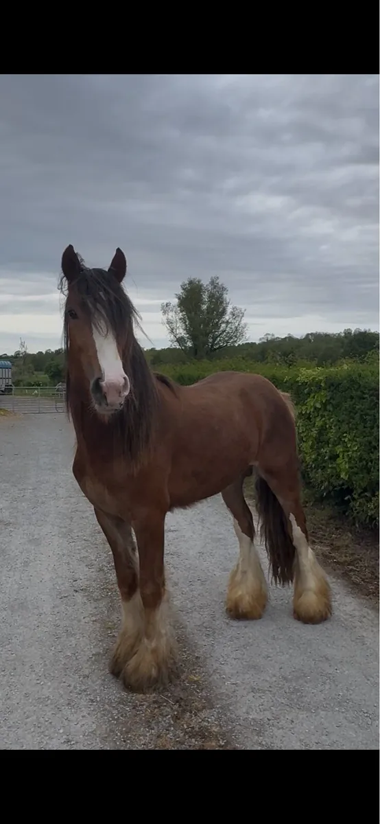 2yro colt - Image 2