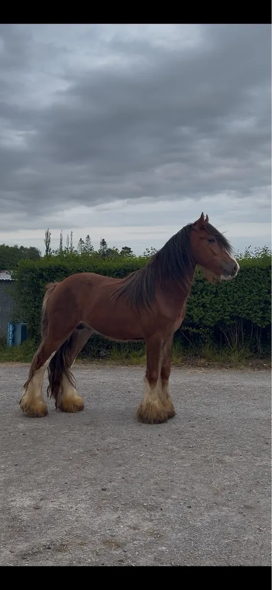2yro colt - Image 3
