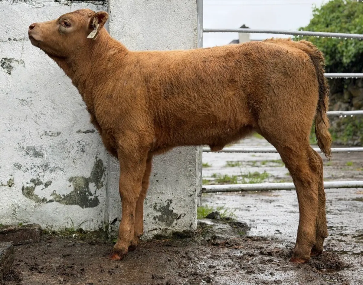 ⭐️Lovely Charlois heifer Runner⭐️ - Image 4
