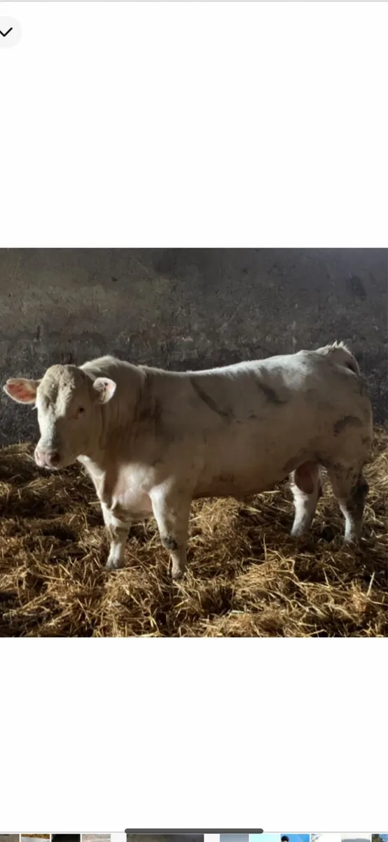 Charolais bulls - Image 1