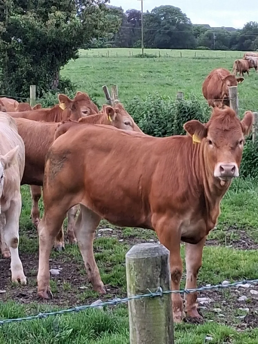 Red limousine heifers - Image 1