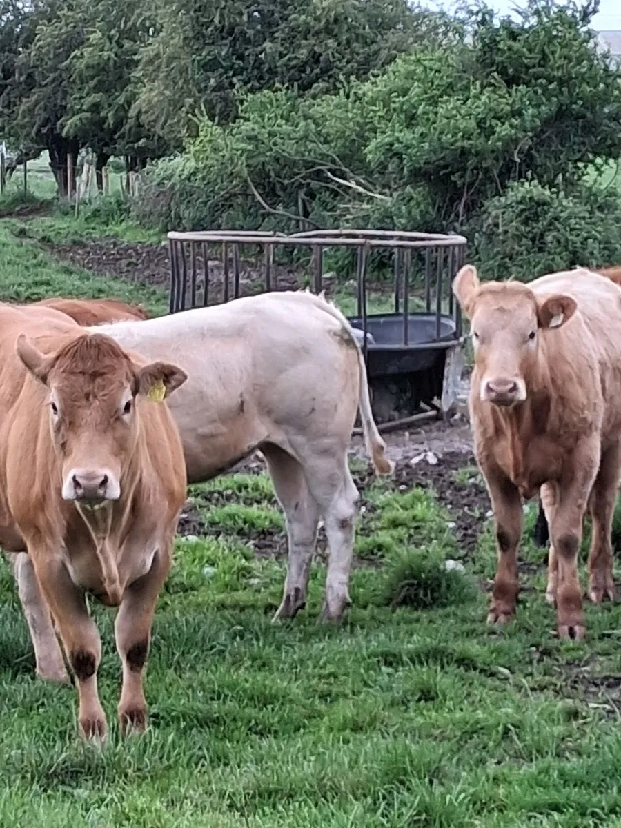 Red limousine heifers - Image 2