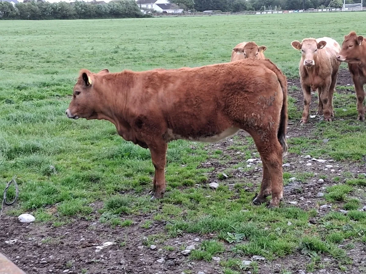 Red limousine heifers - Image 3