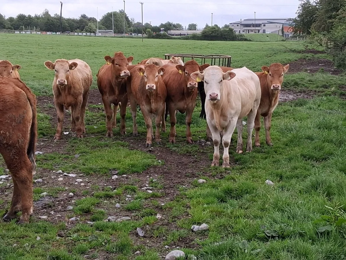 Red limousine heifers - Image 4