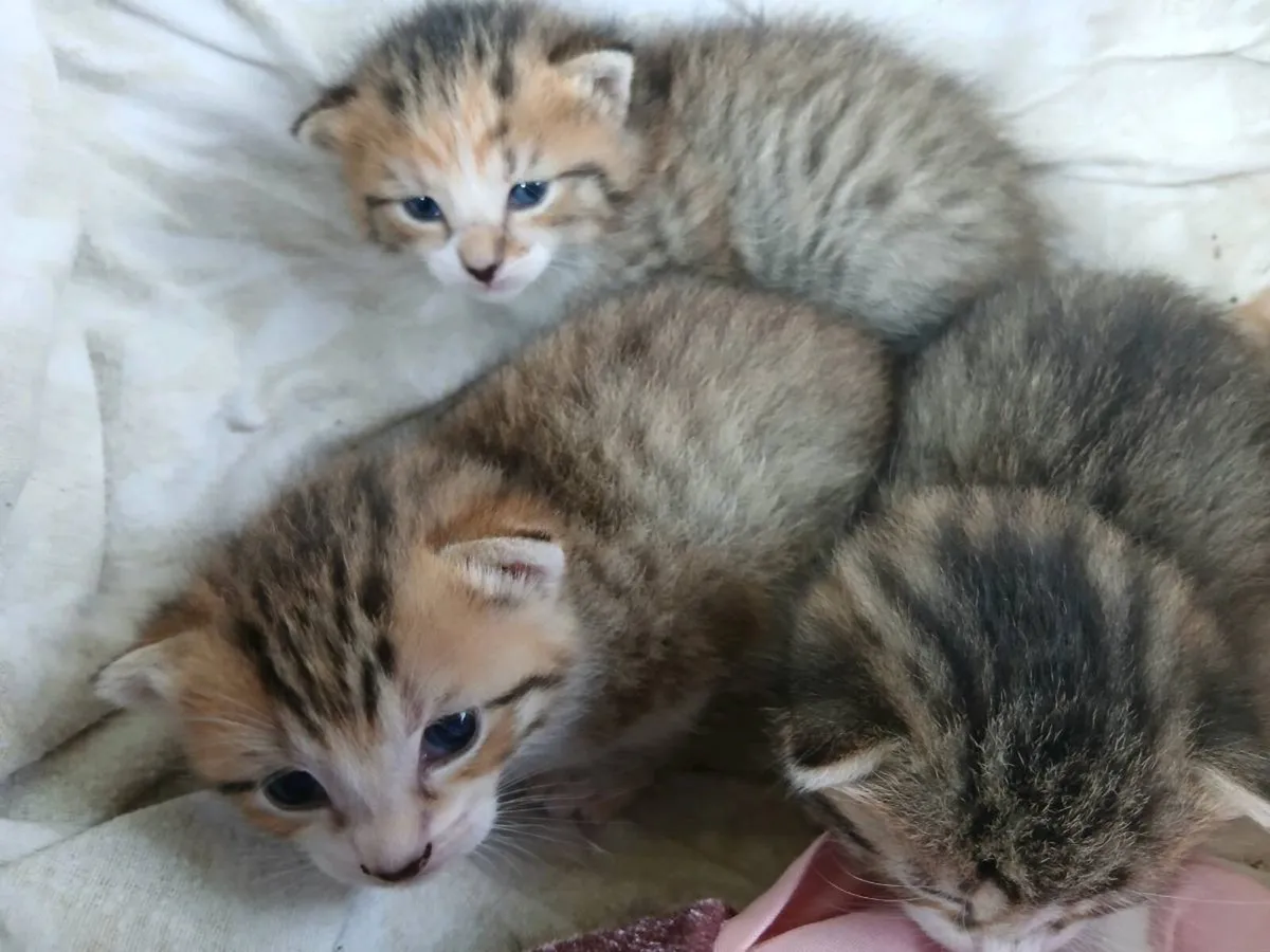 Kittens - Image 1