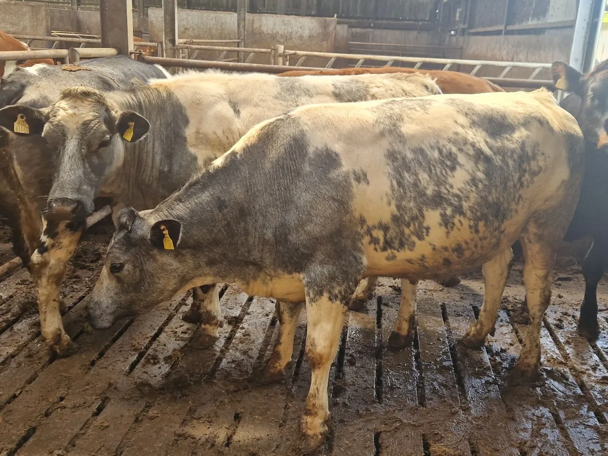 Breeding Heifers. - Image 1
