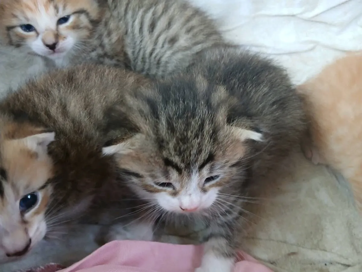 Kittens - Image 2