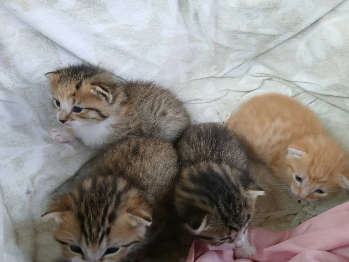 Kittens - Image 3