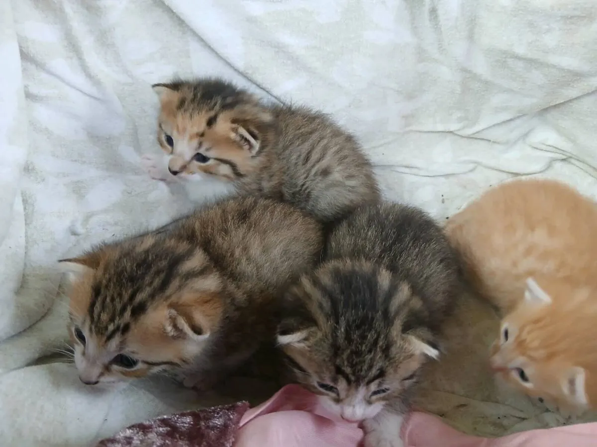 Kittens - Image 4