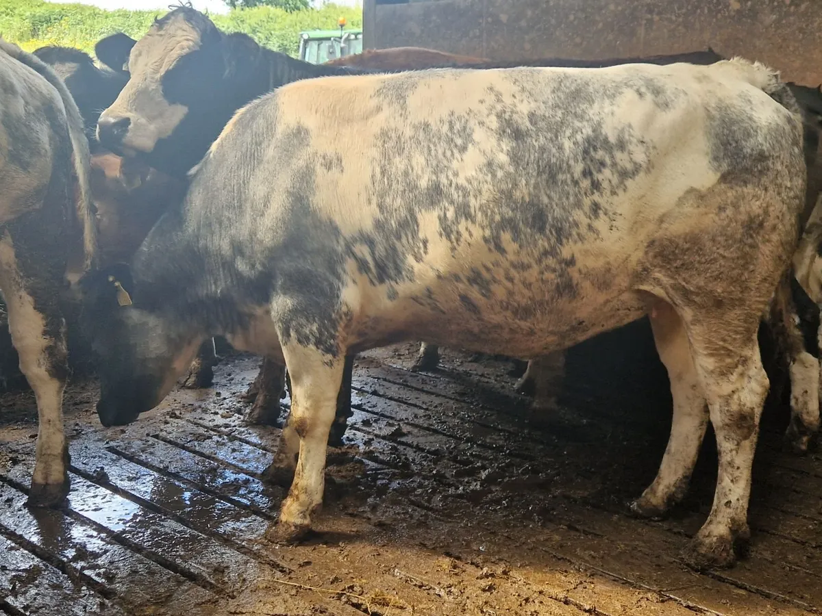 Breeding Heifers. - Image 2