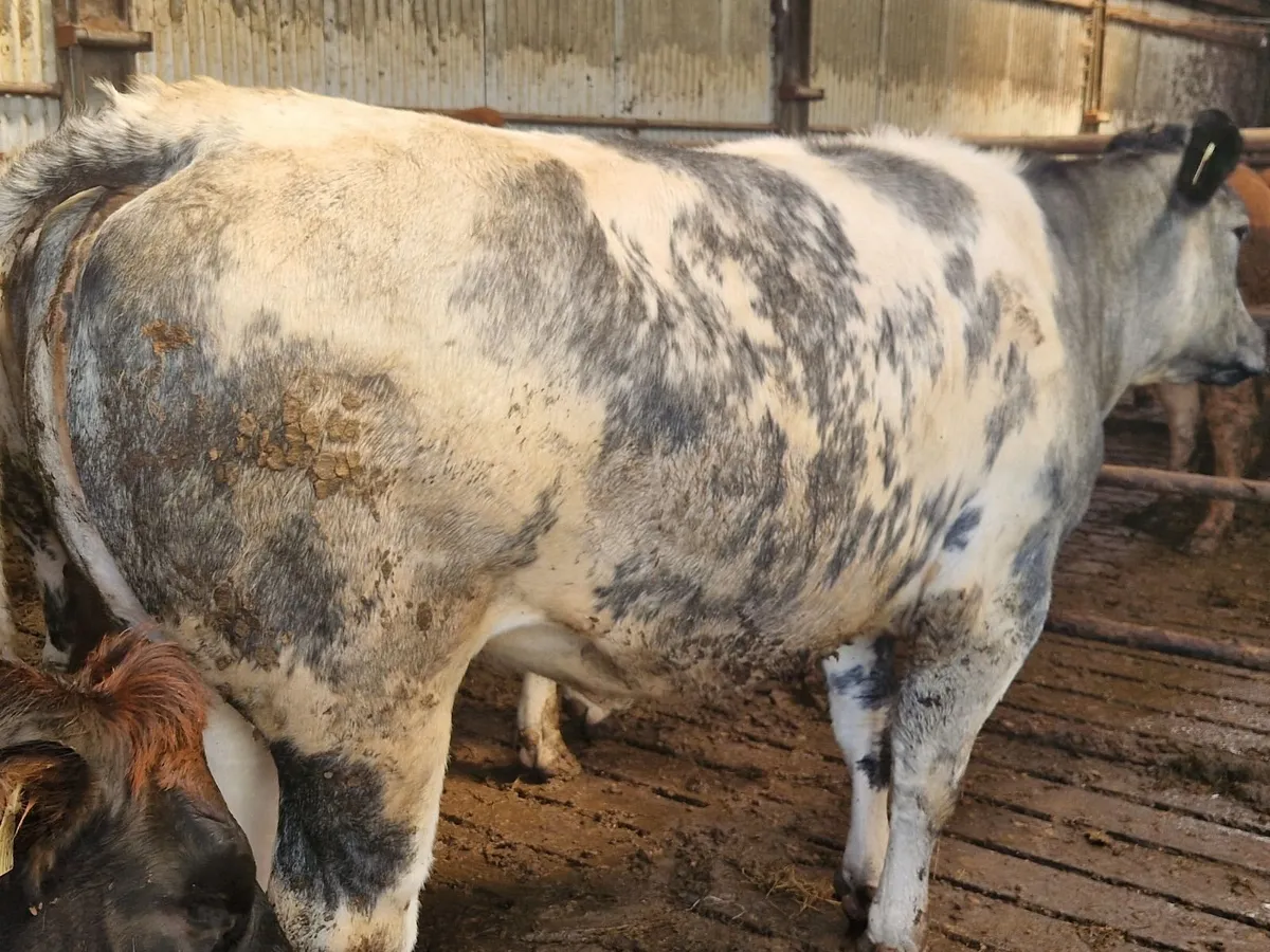 Breeding Heifers. - Image 3