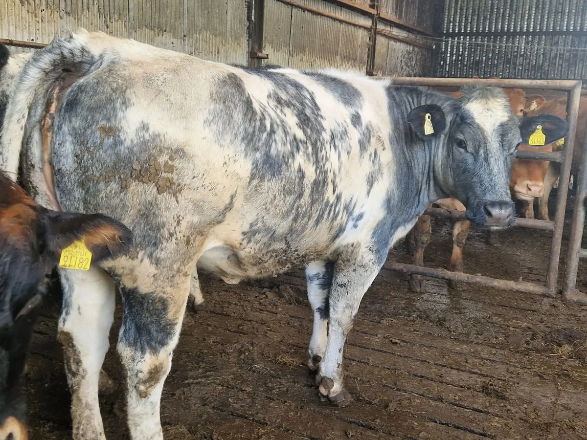 Breeding Heifers. - Image 4