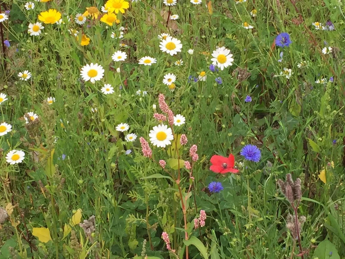 Wildflower meadow top up - Image 3