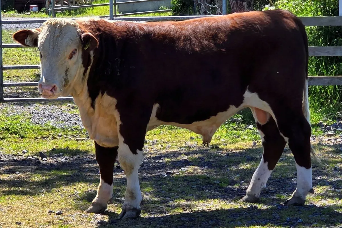 Pedigree Hereford Bulls for Sale - Image 2