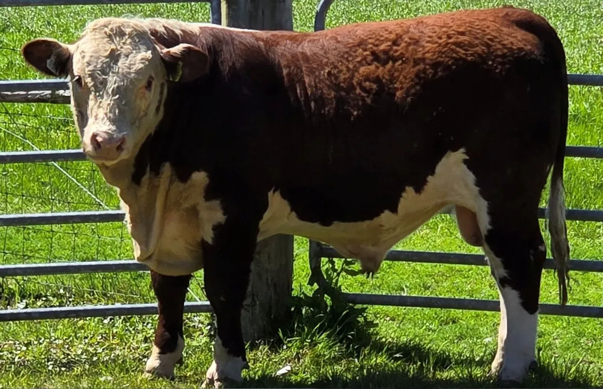 Pedigree Hereford Bulls for Sale - Image 3