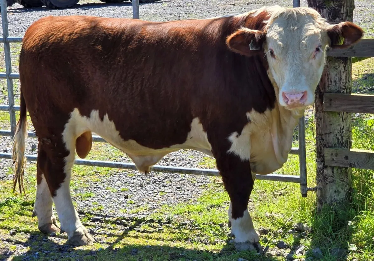 Pedigree Hereford Bulls for Sale - Image 4