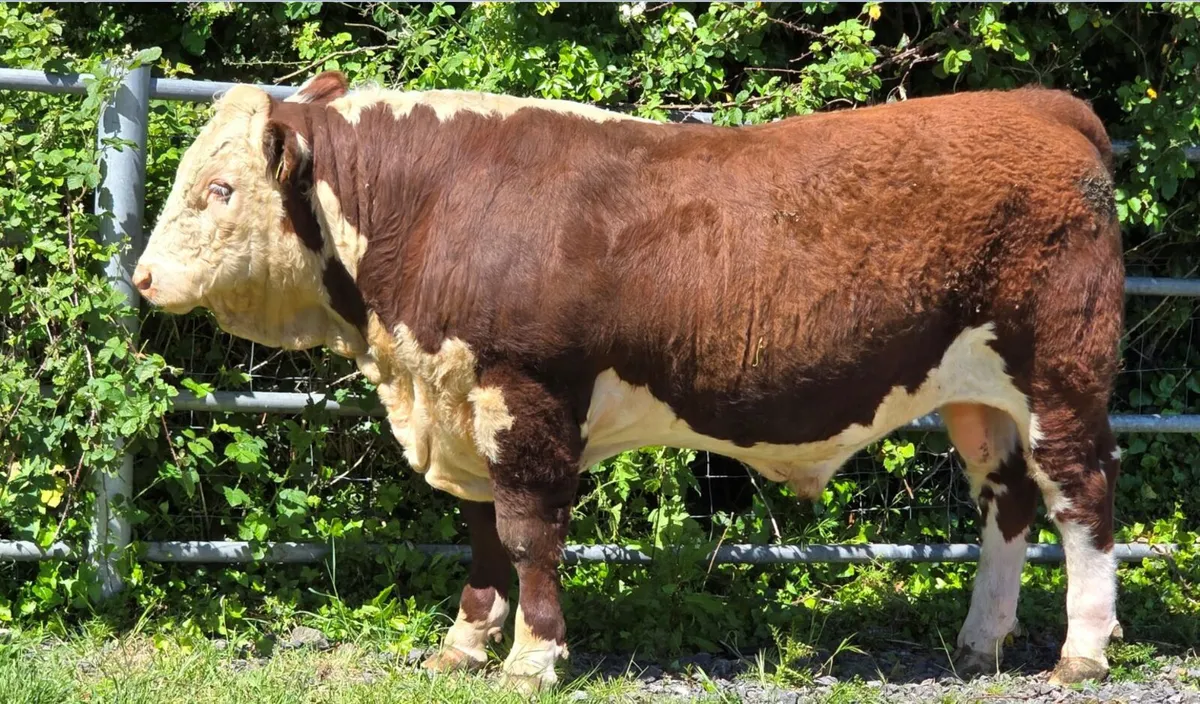 Pedigree Hereford Bulls for Sale - Image 1