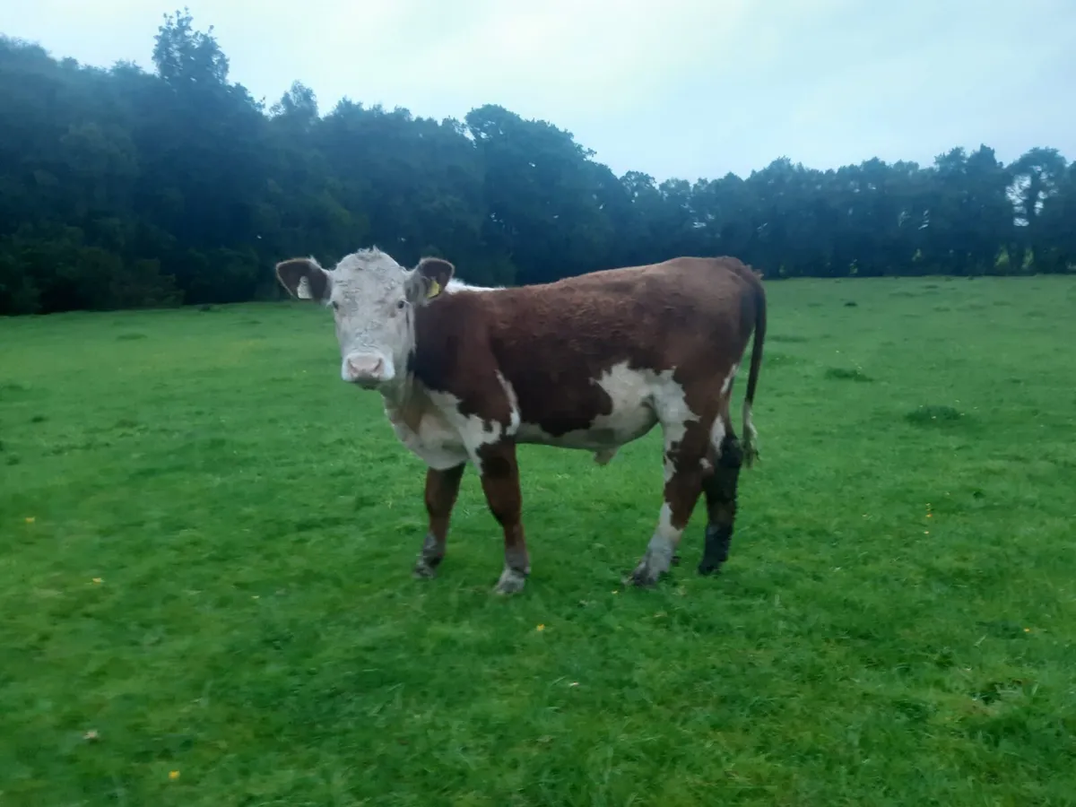 HR BULL - Image 1