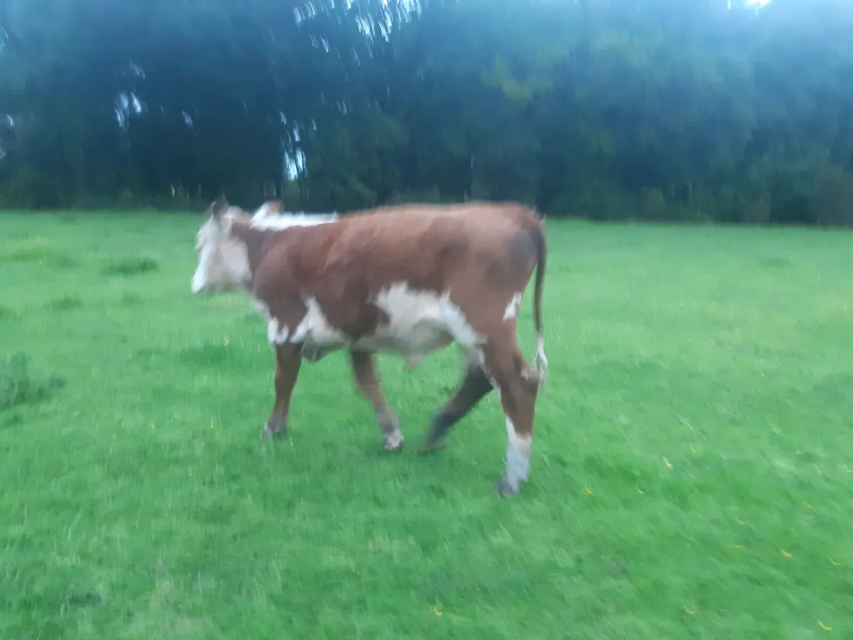 HR BULL - Image 2