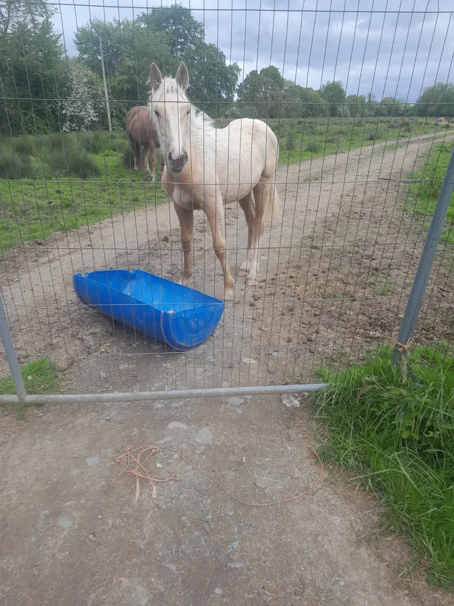 Palomino yearling filly
