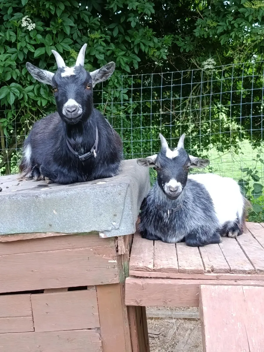 Pygmy goats - Image 1
