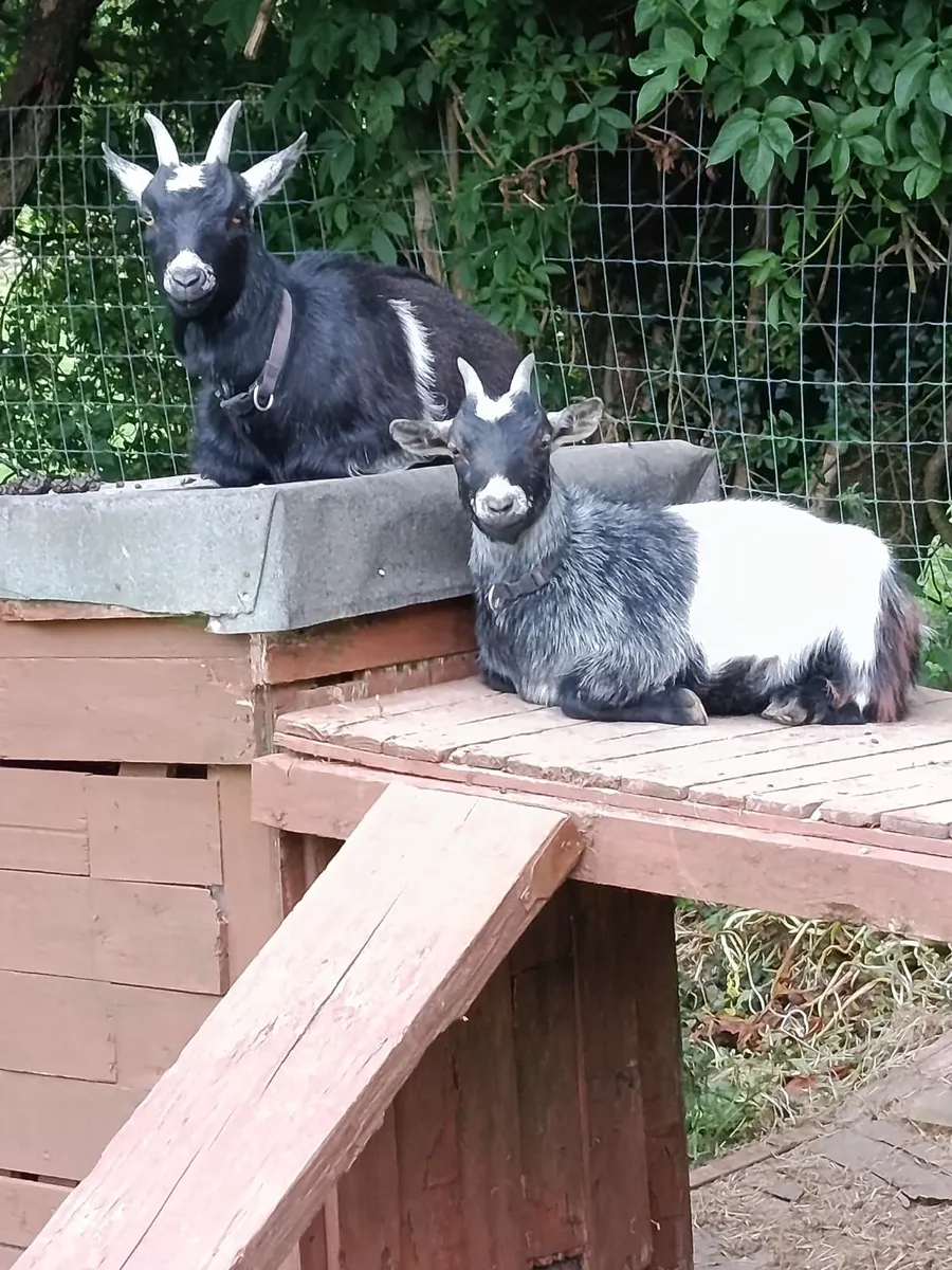 Pygmy goats - Image 2