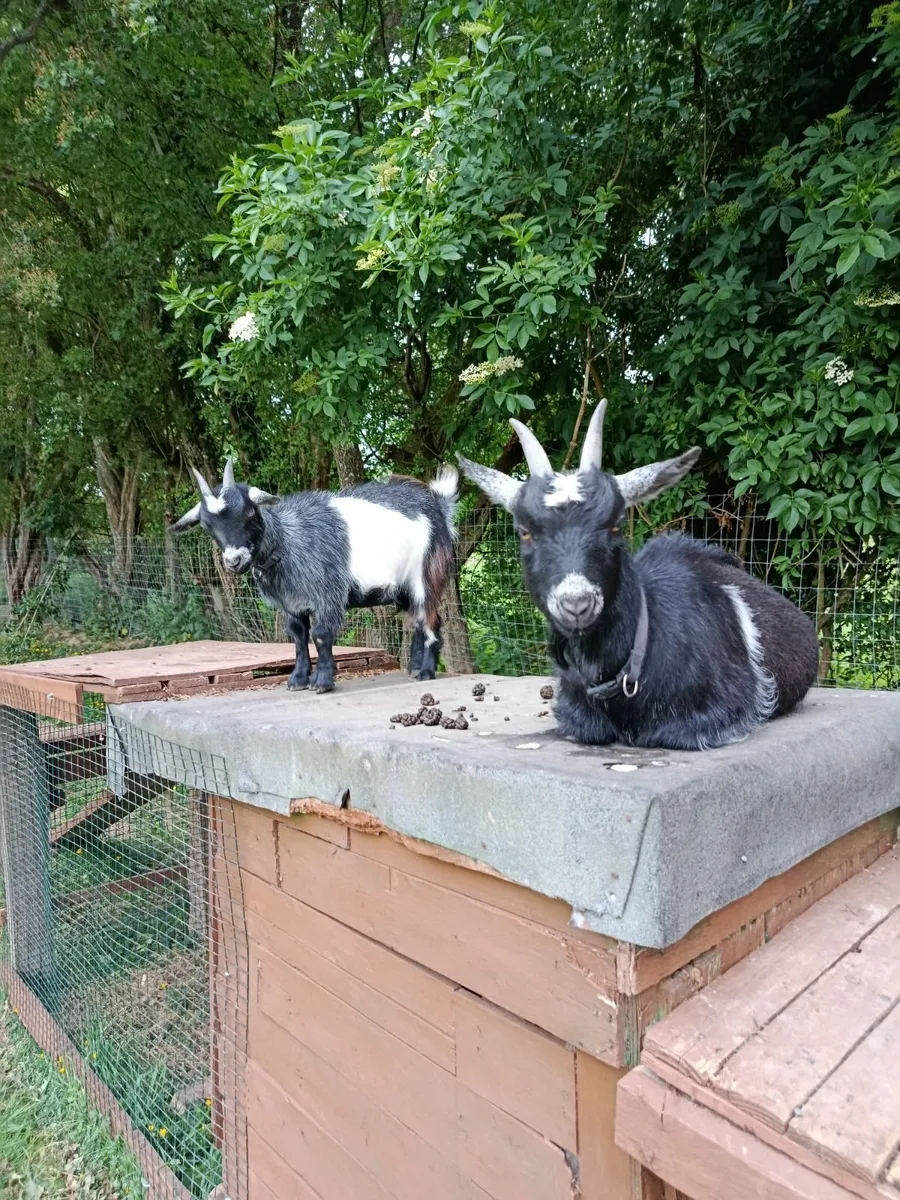 Pygmy goats - Image 3