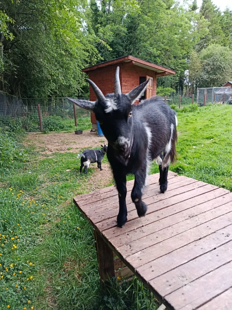Pygmy goats - Image 4