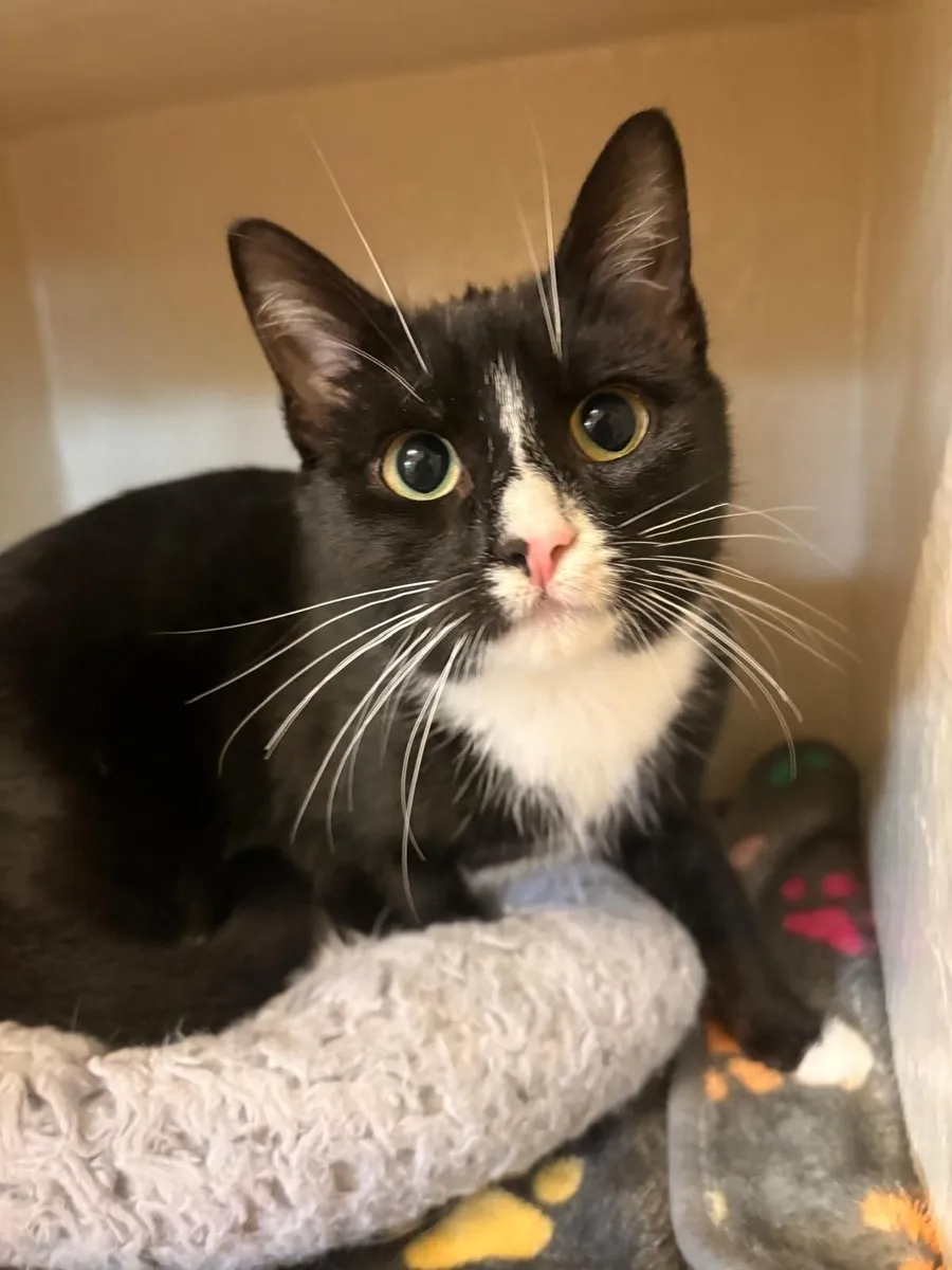 Cat - Image 1